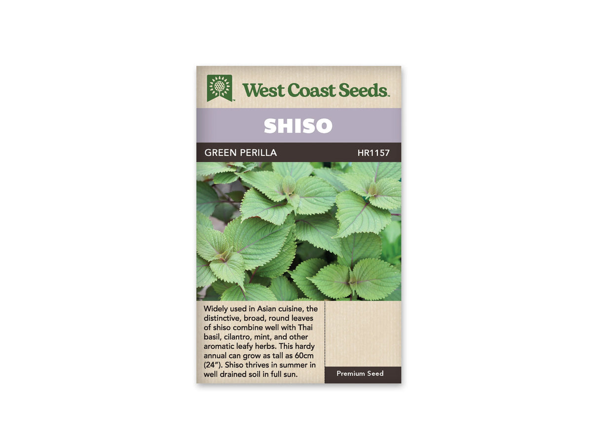 Sachet de shiso Green Perilla de West Coast Seeds. La photo centrale présente de larges feuilles vertes disposées par paires, avec des nervures visibles et des bords dentés. Plusieurs jeunes feuilles plus claires se développent entre elles. Le bandeau mauve indique Shiso, et le nom Green Perilla figure sur une bande foncée sous le logo.