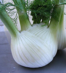 Semences Fenouil à bulbe 'Romanesco' (Foeniculum vulgare var.