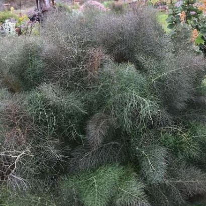 Organic 'Bronze' Fennel