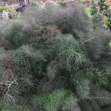 Organic 'Bronze' Fennel
