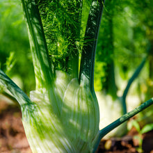 Fennel 'Florence'