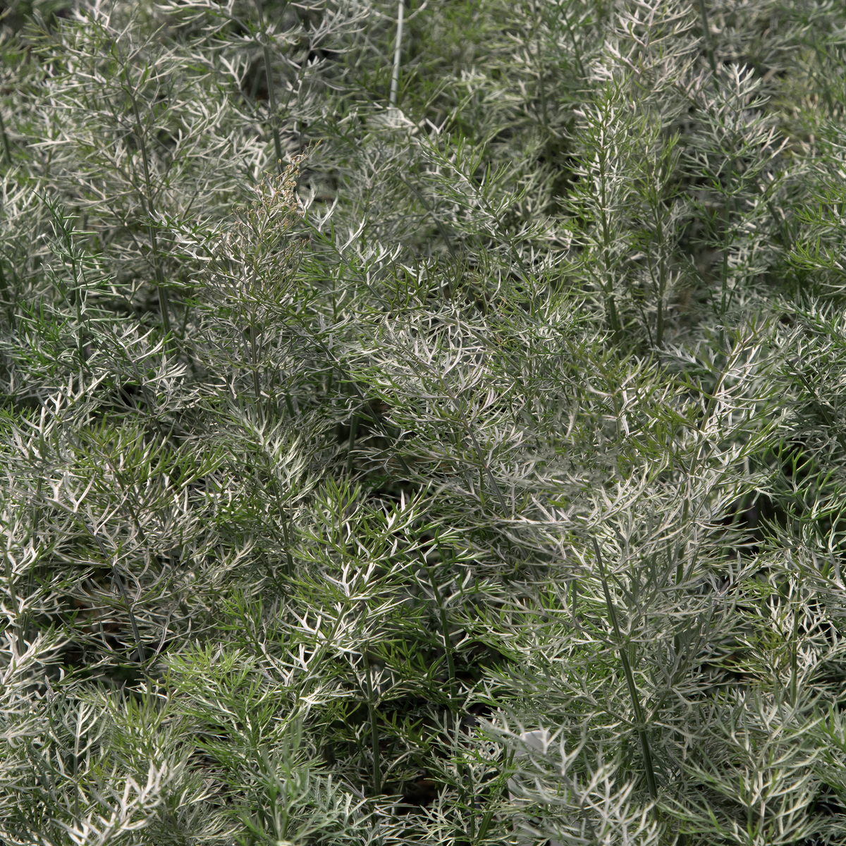Bronze fennel