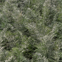 Bronze fennel
