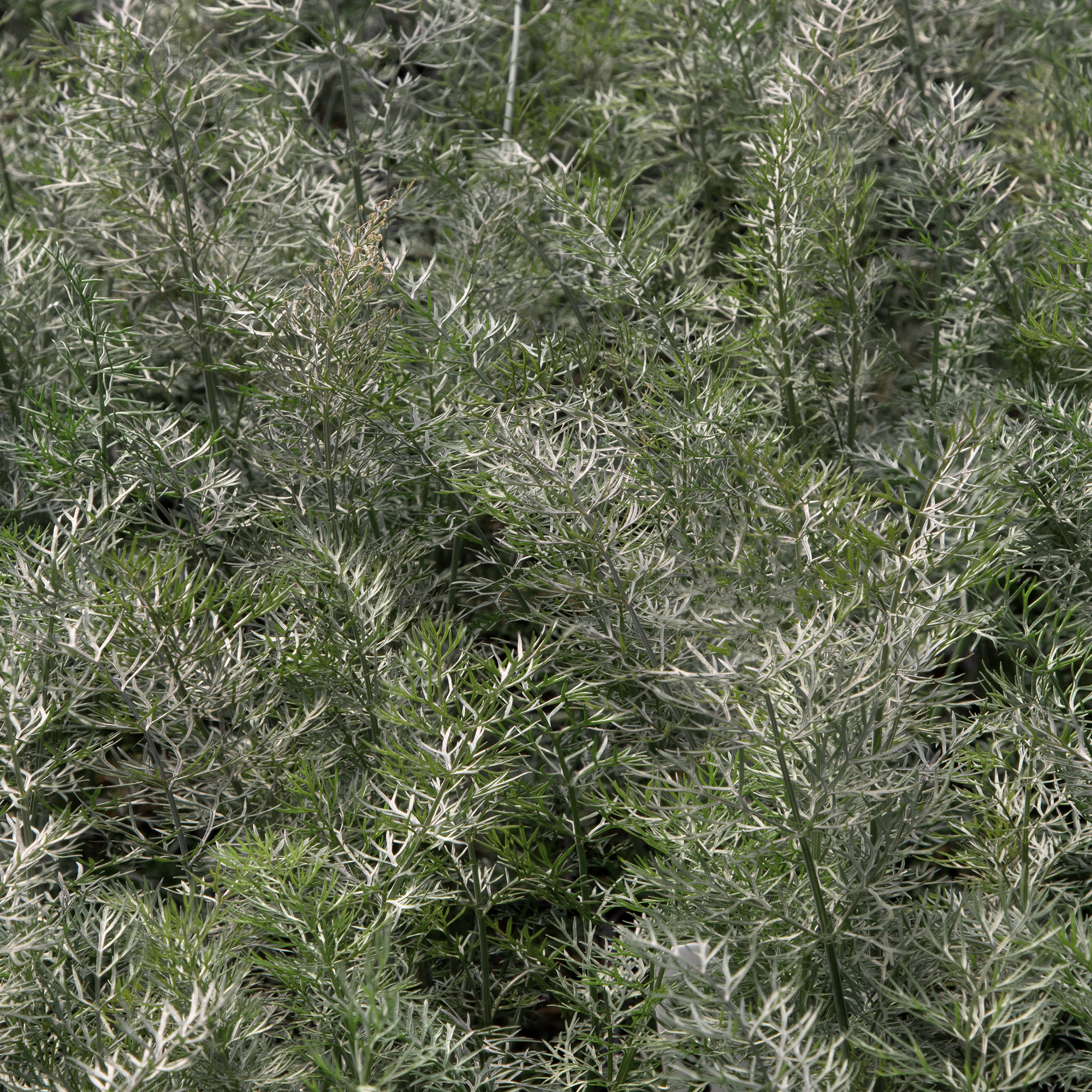 Bronze fennel