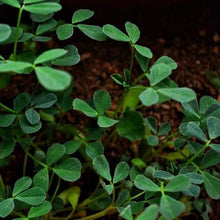 Fenugreek Organic