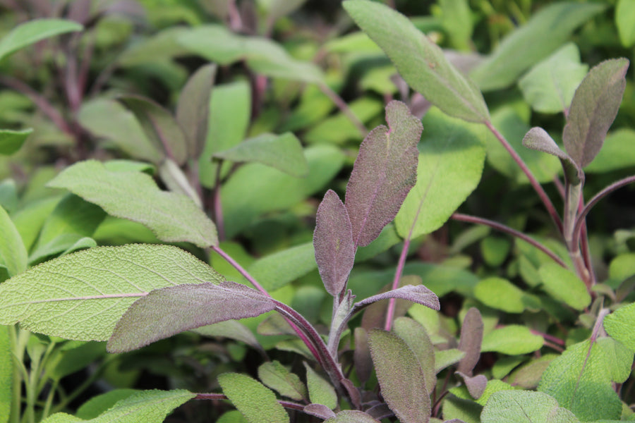 Feuillage aromatique de Salvia officinalis Purpurascens, sauge pourpre disponible chez Floréal Laval