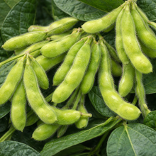 Organic 'Edamame Envy' soybeans