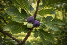 Ficus carica 'Chicago Hardy'