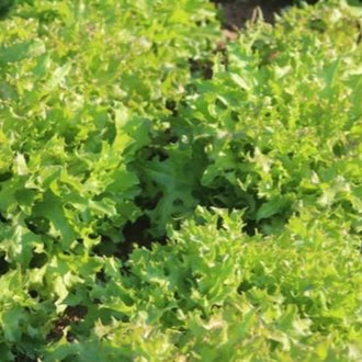 Organic 'Fine Cut' Oak Leaf Lettuce Seeds by Gaia, product image prepared for Canadian gardeners.