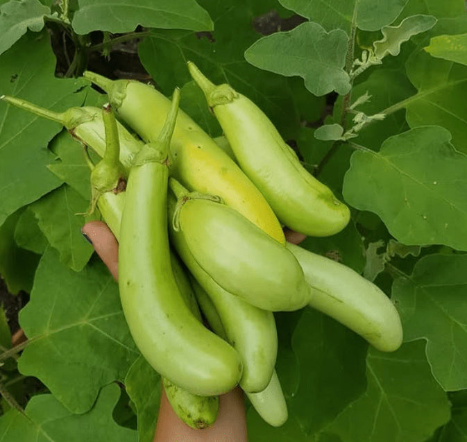 Organic 'Doigts Vert' eggplant