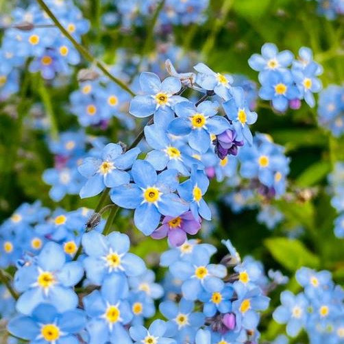 Chinese forget-me-not 'Firmament' organic