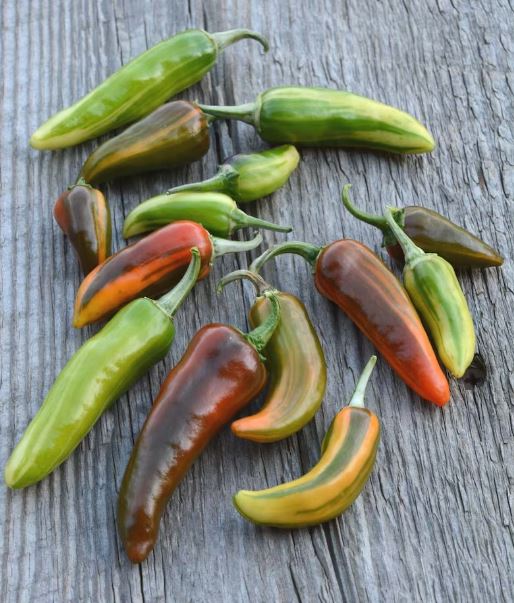 Piment fort 'Fish' bio