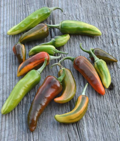 Piment fort 'Fish' bio