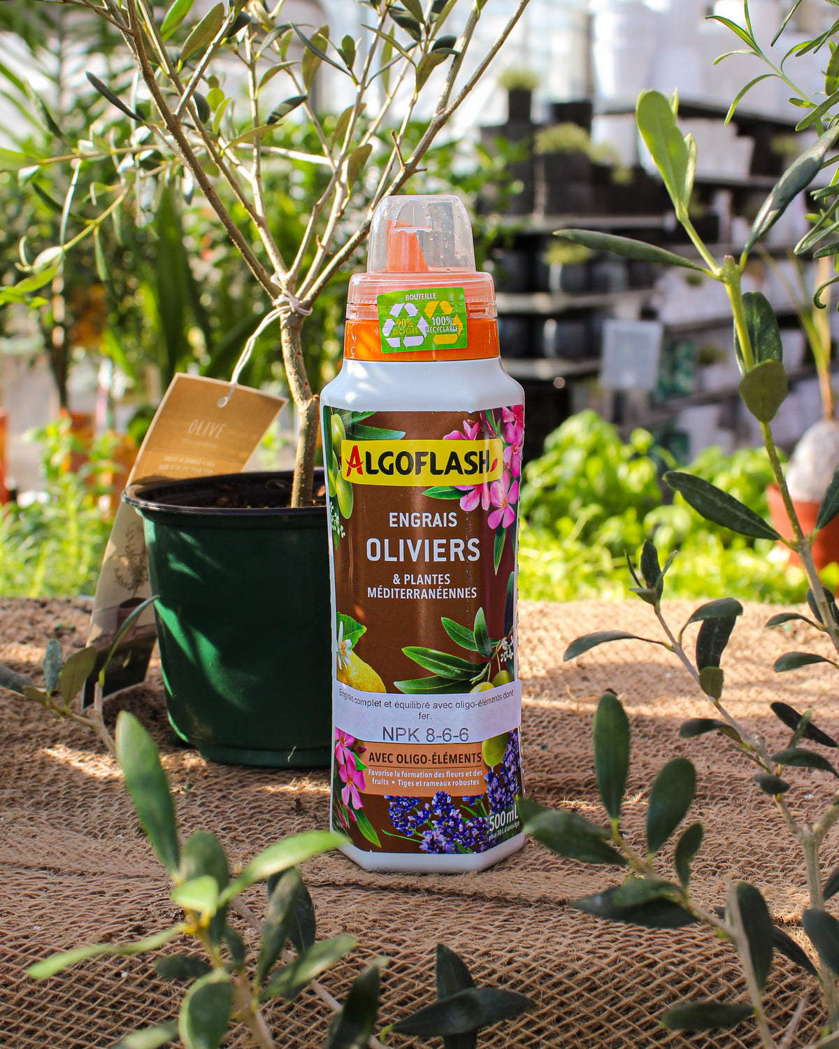 Flacon d'engrais Algoflash NPK 8-6-6 pour oliviers et plantes méditerranéennes 500 ml, posé sur toile de jute près d'un jeune olivier en pot avec branches vertes, dans un jardin ou serre au Québec