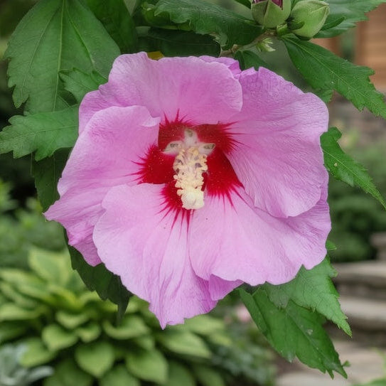 Gros plan d’une fleur rose d’Hibiscus syriacus ‘Aphrodite’ avec cœur rouge foncé et feuillage vert.