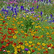 Fleurs sauvages mélange 'Nordic'