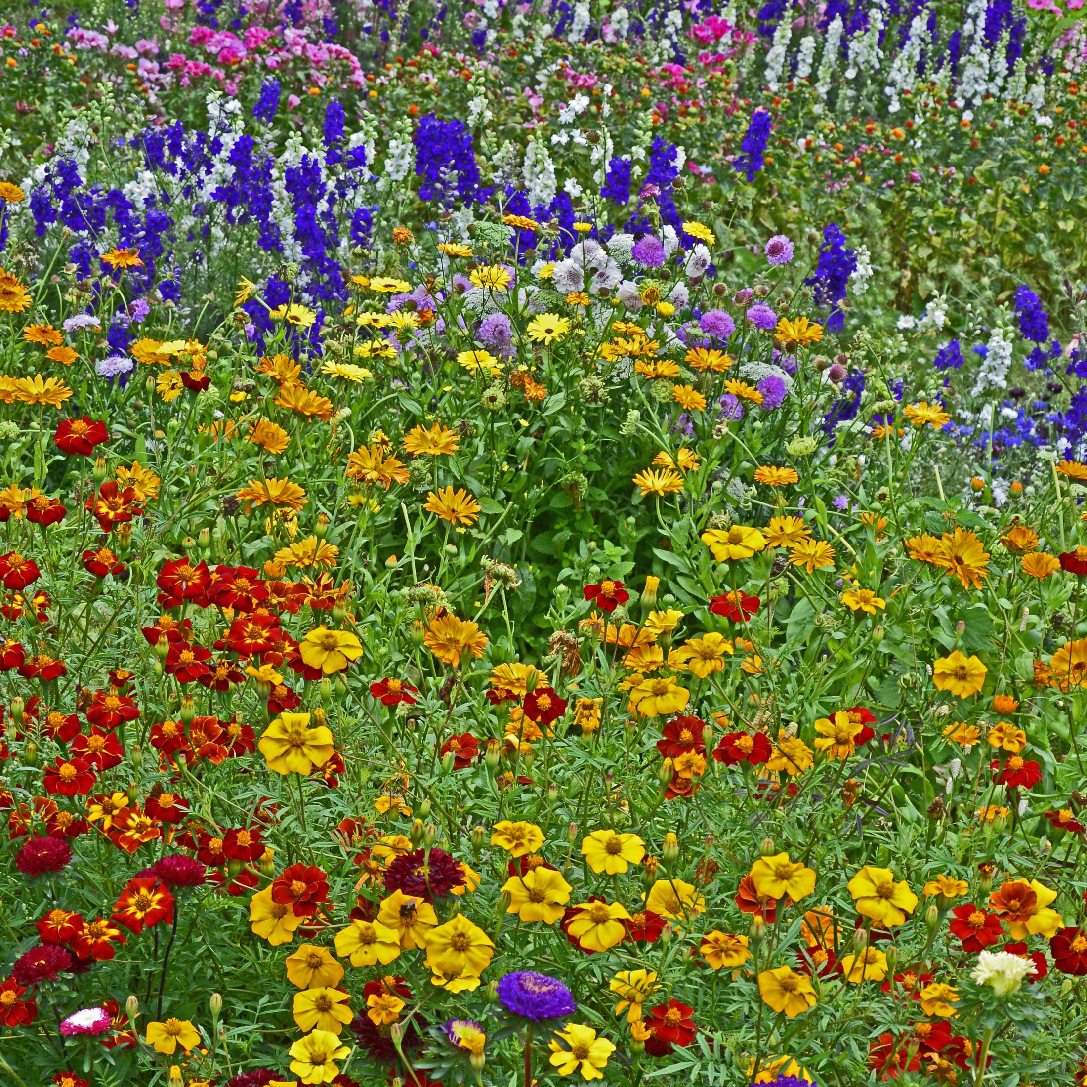 Fleurs sauvages mélange 'Nordic'