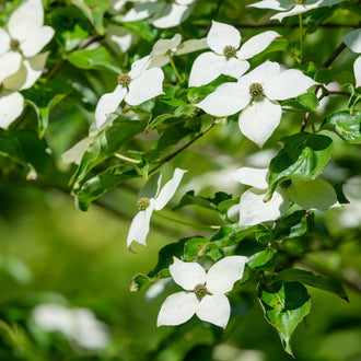 Des formes florales blanches à quatre pointes entourent de petits centres verts arrondis. Elles se répartissent le long de branches fines, entre des feuilles ovales terminées en pointe. Les nervures du feuillage sont visibles au premier plan. Plusieurs groupes blancs se détachent sur un fond végétal vert, plus sombre et moins net.