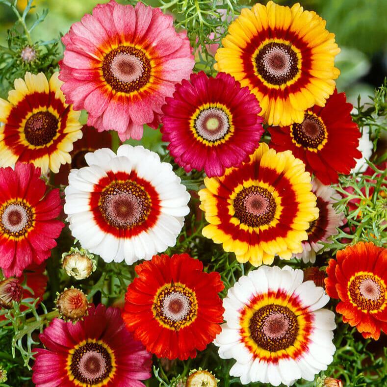 Des fleurs rondes montrent des anneaux contrastés de jaune, de blanc, de rose et de rouge autour de centres bruns. Les pétales étroits rayonnent vers des bords légèrement dentés. Plusieurs corolles se chevauchent dans le cadre, et quelques boutons restent visibles entre elles. Des tiges et des feuilles vertes remplissent le fond derrière cette mosaïque de fleurs colorées.