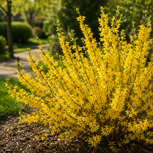 Forsythia 'Gold Tide'