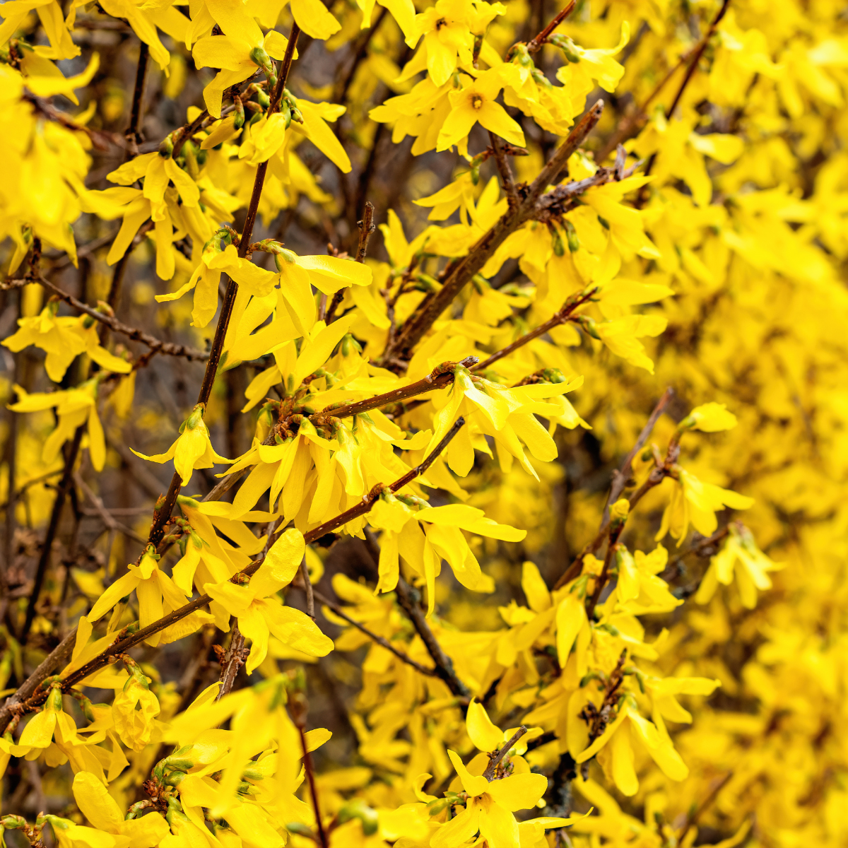 Forsythia 'Lynwood Gold'