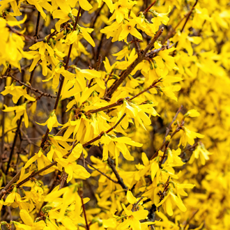 Forsythia ‘Lynwood Gold’ (Forsythia)