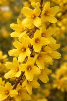 Forsythia 'Magical Gold'