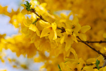 Forsythia 'Northern Gold'