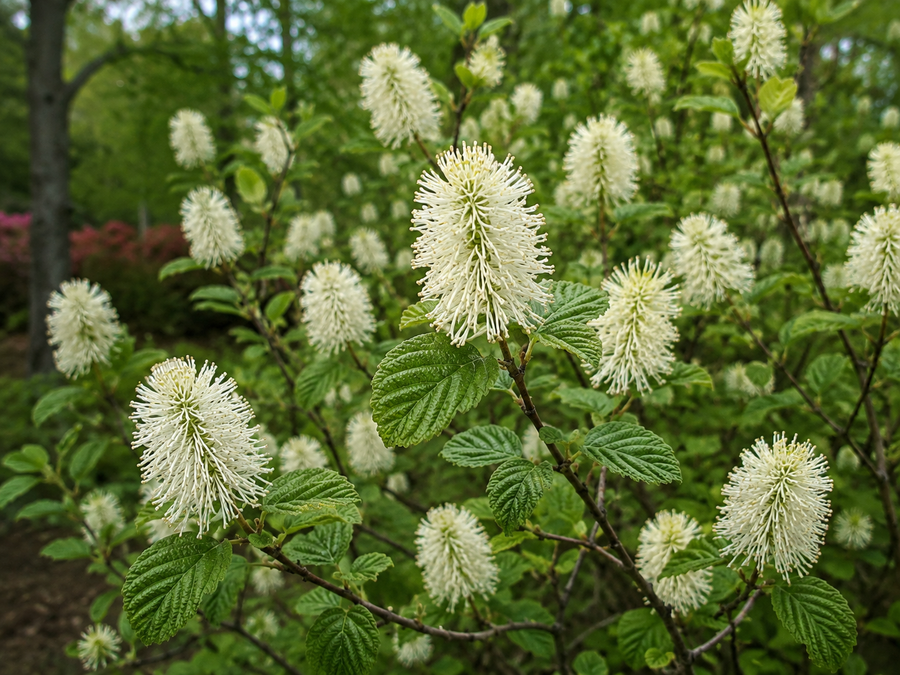 Fothergilla gardenii 'Mount Airy'