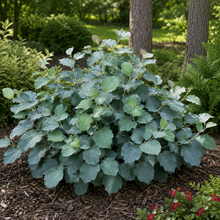 Fothergilla major 'Blue Shadow'