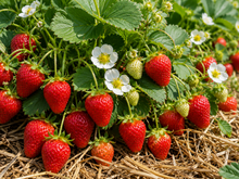 Fragaria × ananassa 'Eversweet'