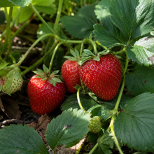 Fragaria × ananassa 'Malwina'