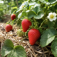 Fragaria × ananassa 'Merlin'