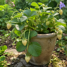Fragaria × ananassa 'Yellow Wonder'