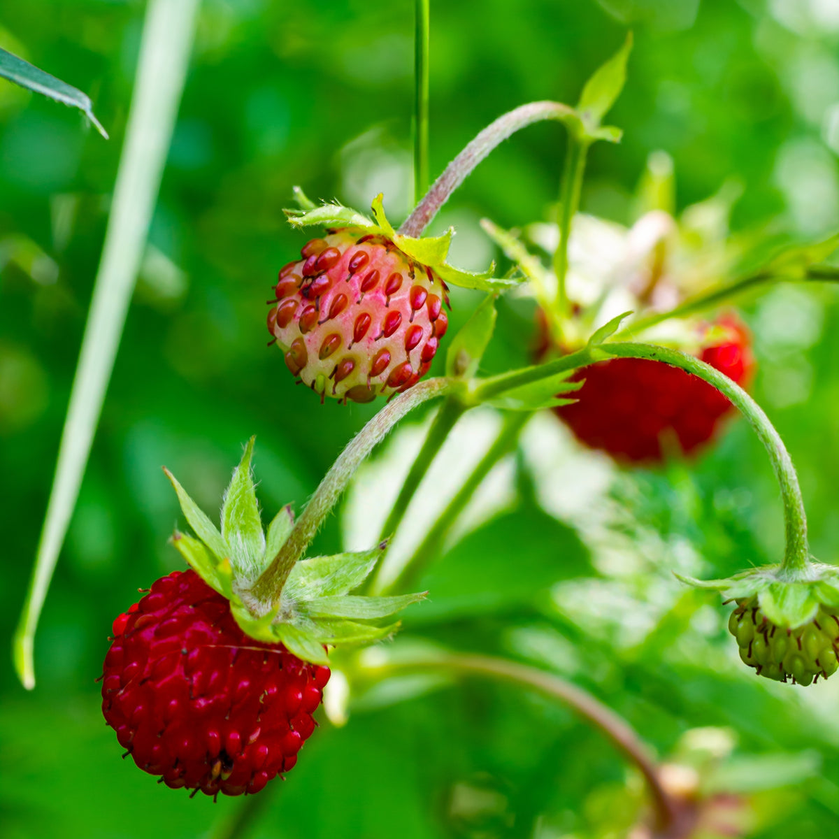 Image officielle de Fraise des bois, Fragaria vesca, associée au petit sachet de semences Northern.