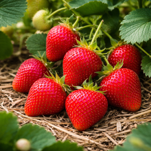 Fragaria × ananassa 'Albion'