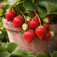 Fragaria × ananassa 'Chambly'