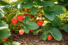 Fragaria × ananassa 'Seascape'
