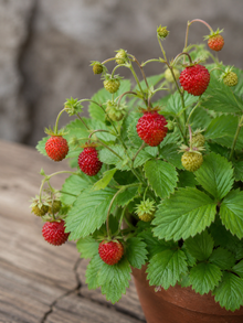 Fraise 'Alpine' bio