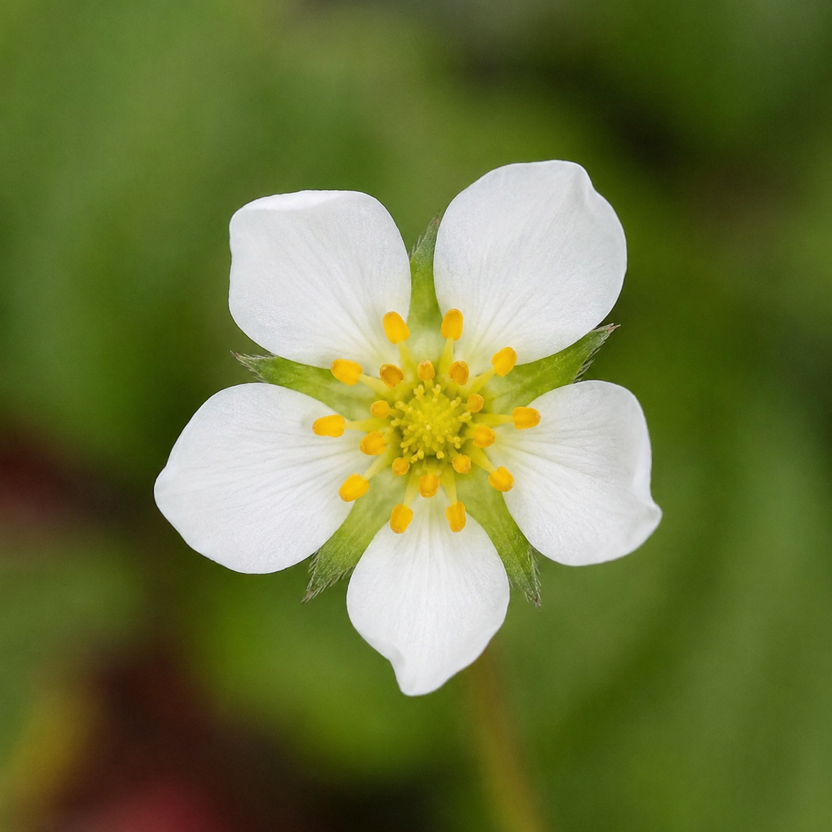 Fraise 'Alpine' bio