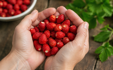 Fraise 'Alpine' bio