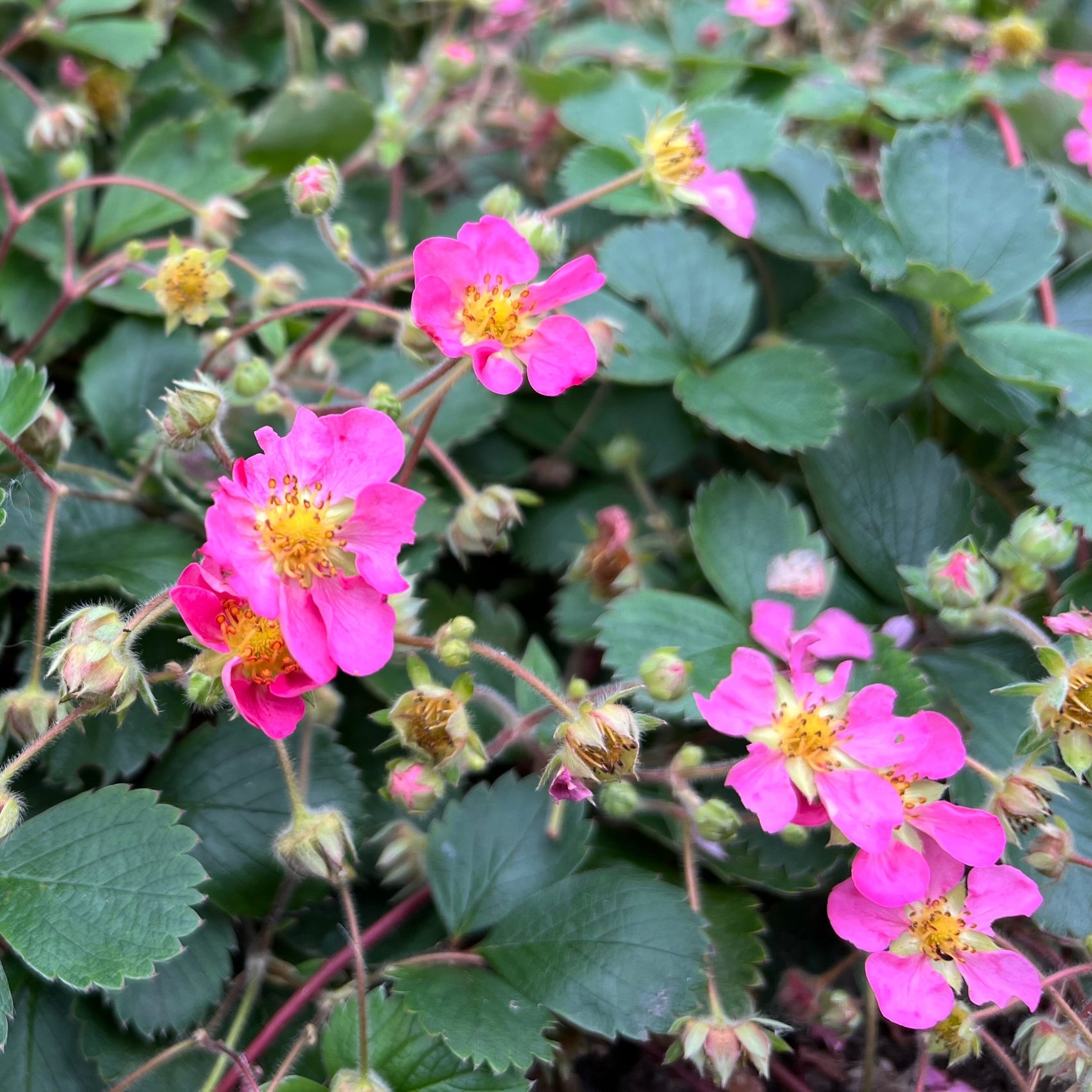 Photo de Fraise ‘Gasana’ F1. La couleur caractéristique est : rose. Le visuel permet d’observer les contours, les teintes et la disposition des éléments présentés. Les détails de forme et les contrastes donnent un aperçu de l’apparence de cette plante ou de sa récolte. Cette photographie accompagne la variété nommée afin de l’identifier dans la sélection de semences.