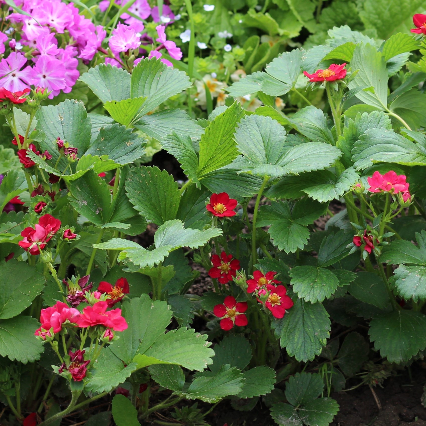 Photo de Fraise ‘Ruby Ann’ F1. La fraise Ruby Ann F1 se distingue par ses magnifiques fleurs rouges qui ornent les plants tout au long de l’été. Ces fleurs sont suivies par de grosses fraises coniques, sucrées et savoureuses. Idéale pour les boîtes à fleurs, pots ou contenants suspendus, elle est parfaite pour ajouter une touche d'élégance et de gourmandise à vos espaces extérieurs.
