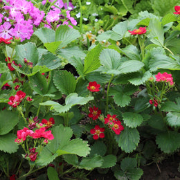 Strawberry Ruby Ann F1