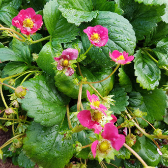 Photo de Fraise 'Toscana' F1. La couleur caractéristique est : rouge. Le visuel permet d'observer les contours, les teintes et la disposition des éléments présentés. Les détails de forme et les contrastes donnent un aperçu de l'apparence de cette plante ou de sa récolte. Cette photographie accompagne la variété nommée afin de l'identifier dans la sélection de semences.