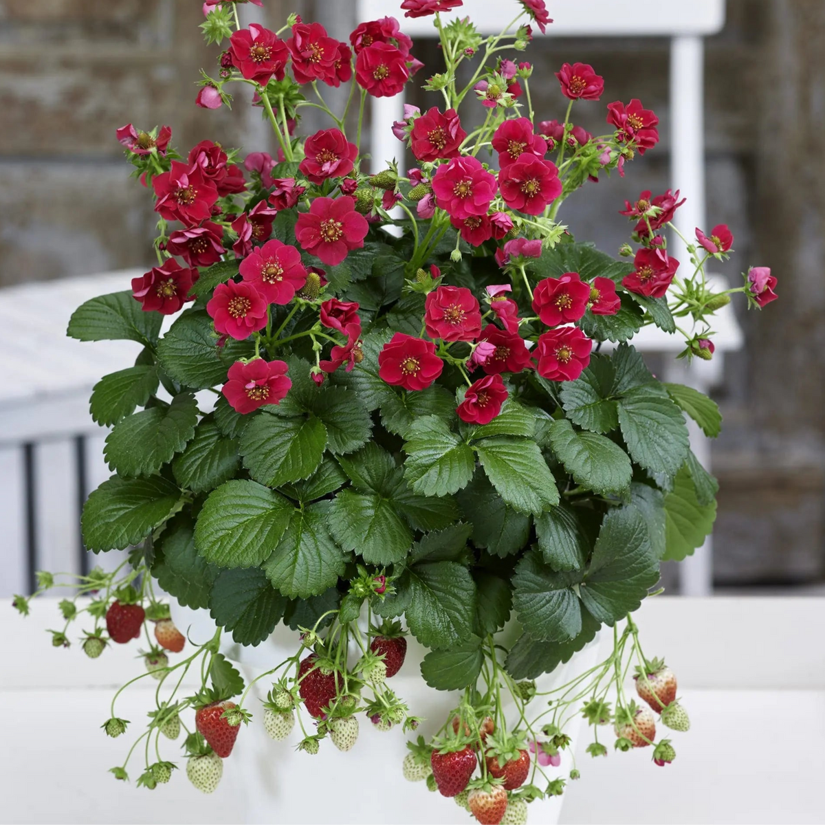 Photo de Fraise 'Summer Breeze' F1. Ses fleurs doubles d'un rose foncé captivant apportent une touche de couleur vibrante au jardin ou aux contenants suspendus. La couleur caractéristique est : rose. Le visuel permet d'observer les contours, les teintes et la disposition des éléments présentés. Les détails de forme et les contrastes donnent un aperçu de l'apparence de cette plante ou de sa récolte.