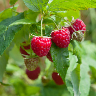 Image officielle de Framboise Sauvage, Millefeuilles associée au petit sachet de semences Northern.