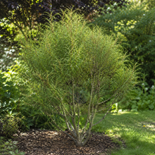 Frangula alnus 'Asplenifolia'