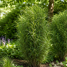 Frangula alnus 'Straight Line'