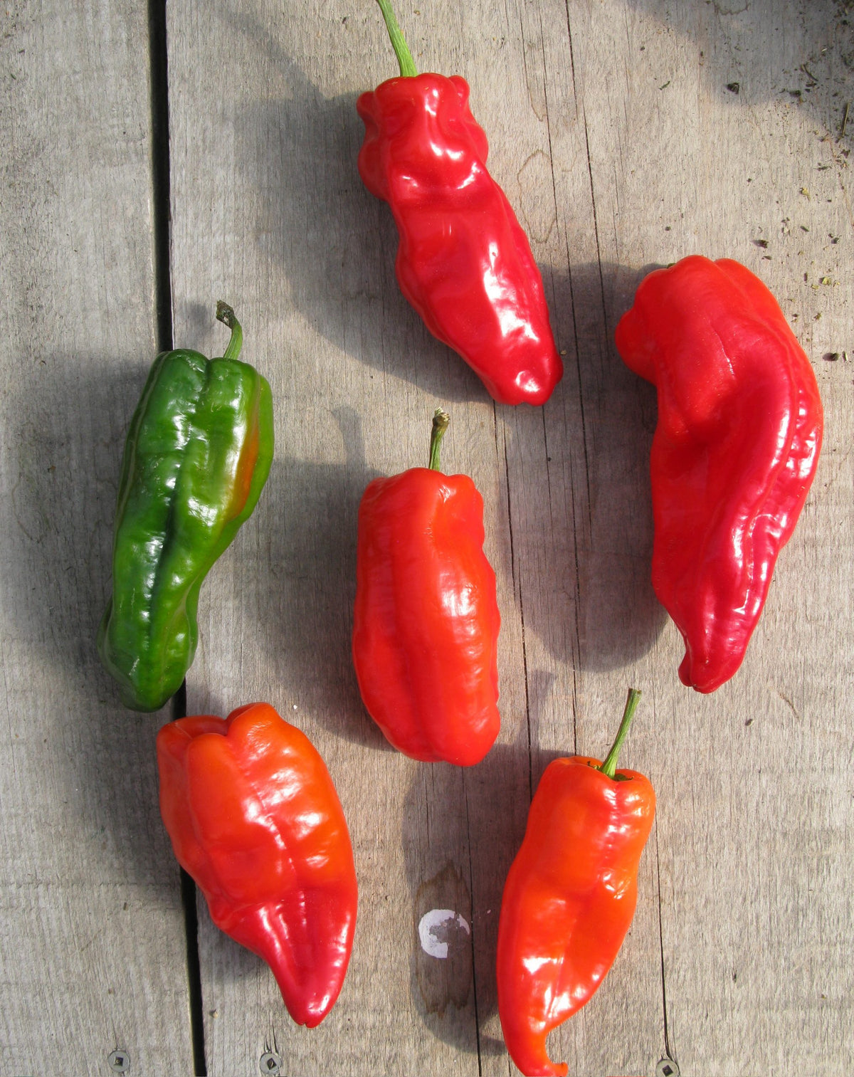Poivron rouge ‘Frank’s’ bio (<em>Capsicum annuum</em>)